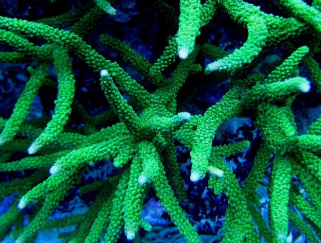 Acropora tumida - Enzmann-Acropora