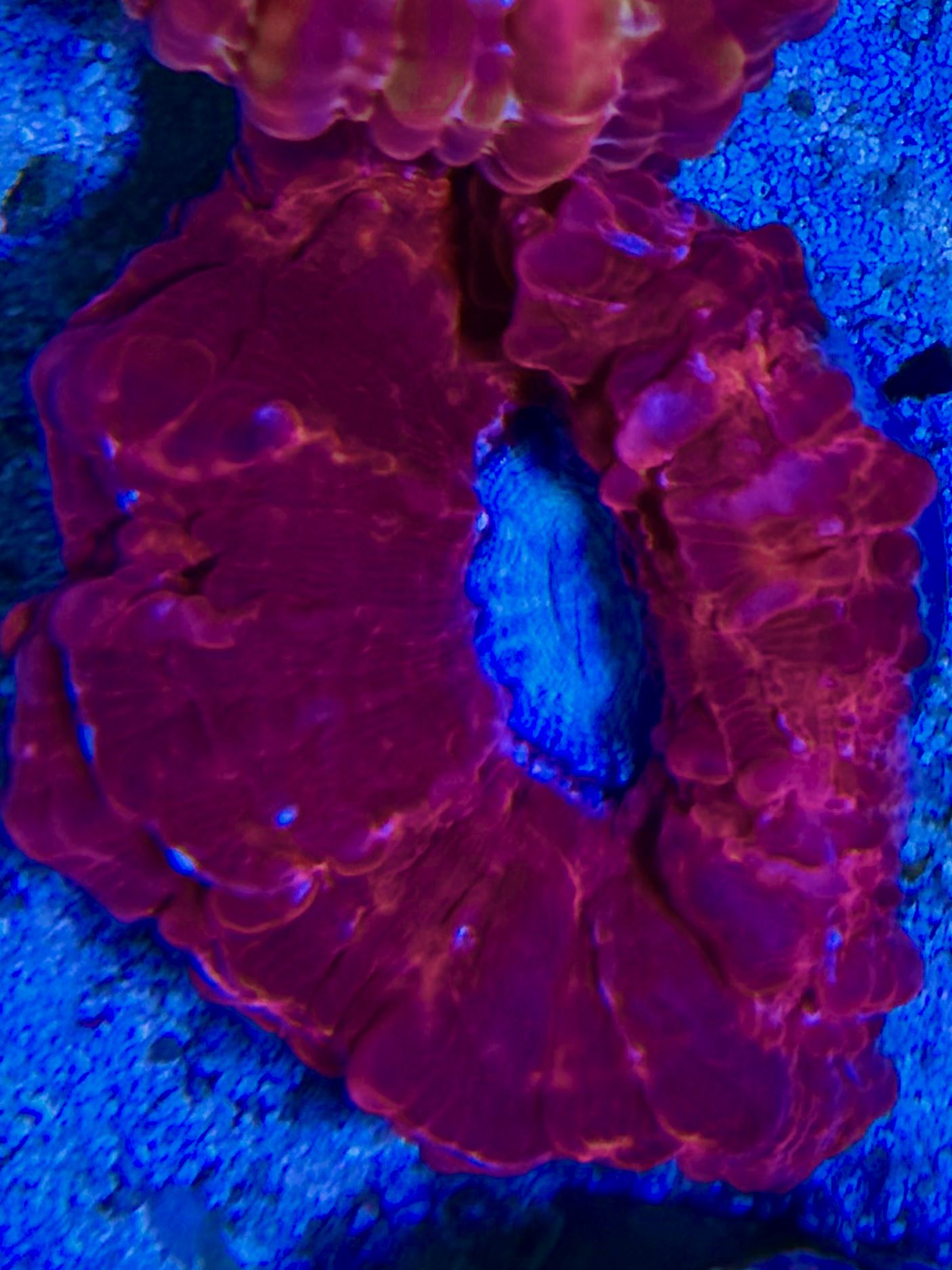  Cynarina lacrymalis -Tränenkoralle - Ultra red WYSIWYG 139