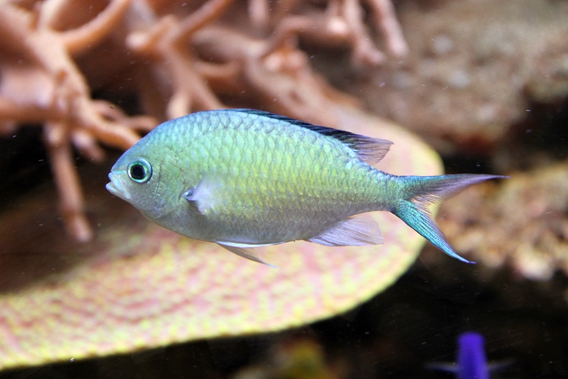 Chromis viridis Grünes Schwalbenschwänzchen