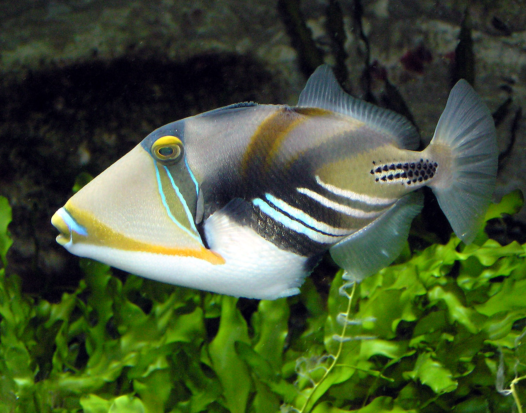 Drückerfisch-Picasso Rhinecanthus aculeatus 