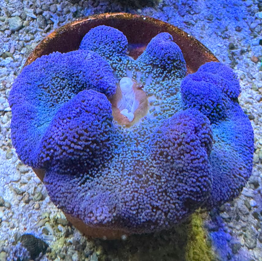 Stichodactyla haddoni Teppichanemone Color Blue - WYSIWYG 