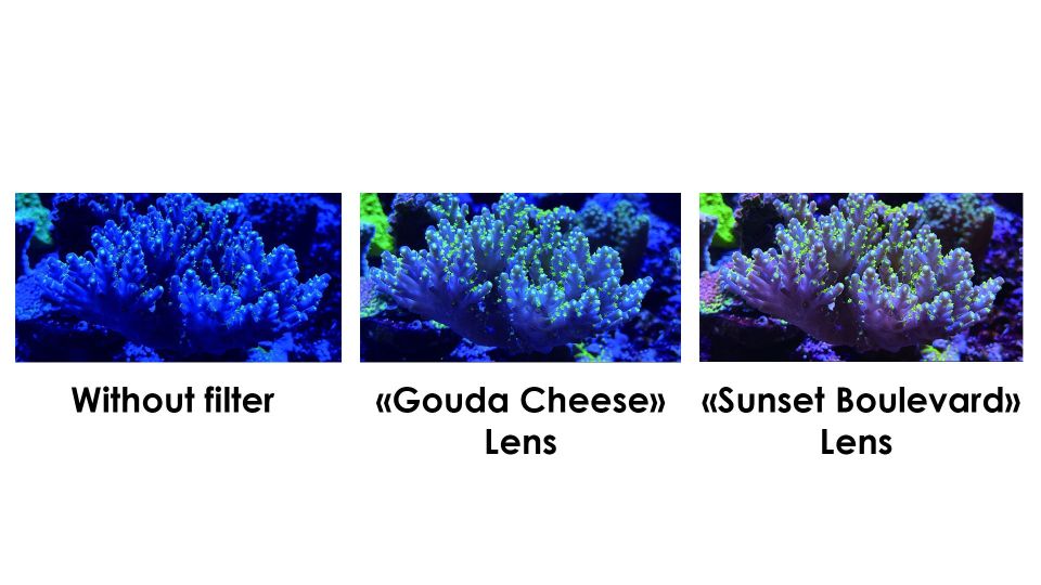 Maxspect Pastel Reef Magnifier - Rifflupe mit Fotolinsen Gr.L