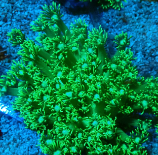 Goniopora lobata Ultra color - Flower Green Power - WYSIWYG 414