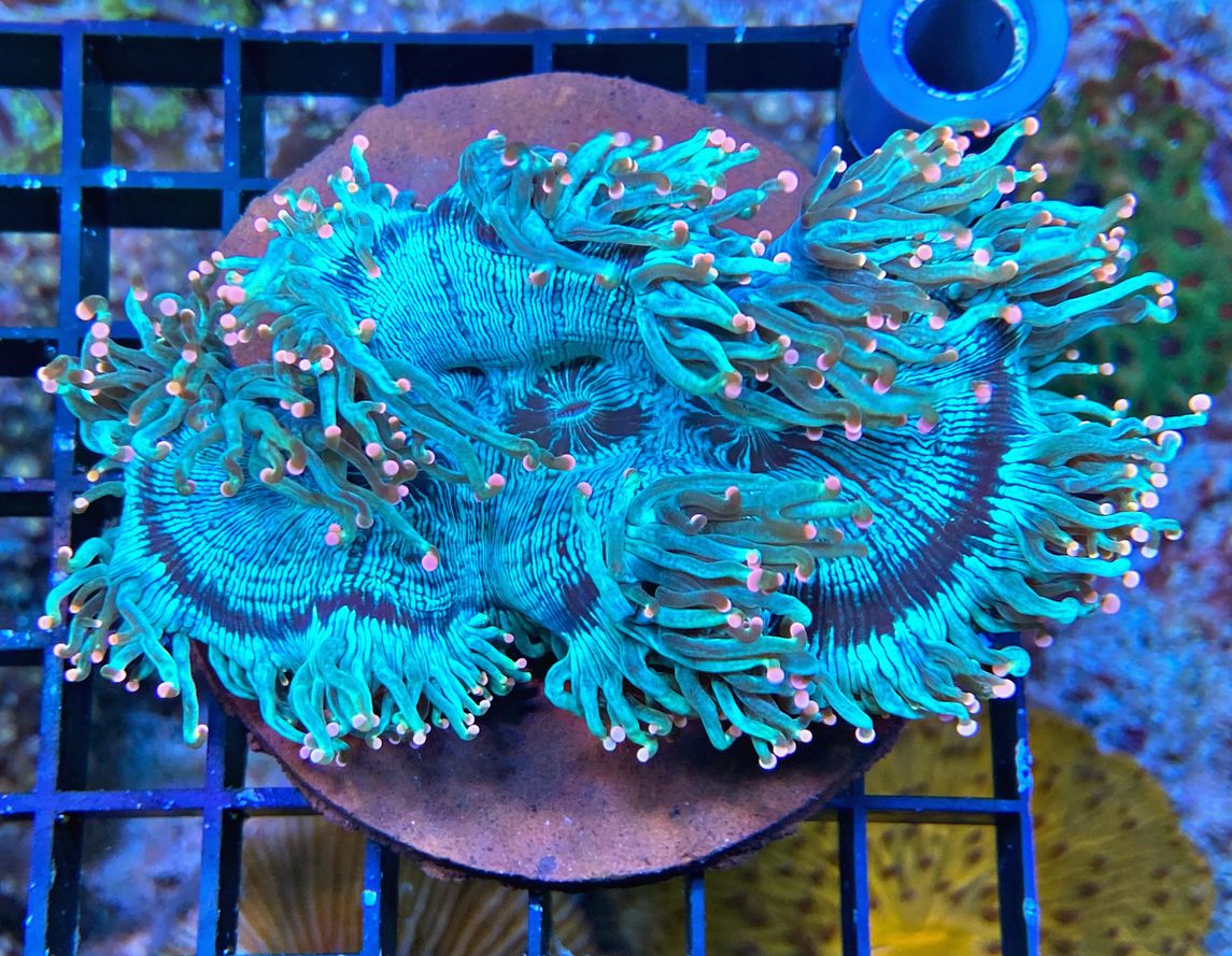 Catalaphyllia jardinei Wunderkoralle - Ultra Color pink tipped -  WYSIWYG 107 