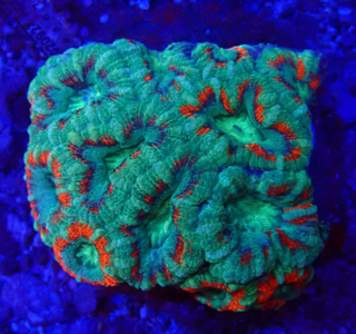 Acanthastrea lordhowensis - Großpolypige Steinkoralle - green  happiness - WYSIWYG 147