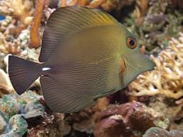 Zebrasoma scopas - Brauner Segelflossen-Doktorfisch-S