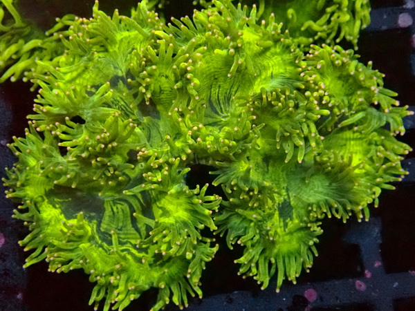 Catalaphyllia jardinei Wunderkoralle - Ultra Color pink tipped -  WYSIWYG 107 