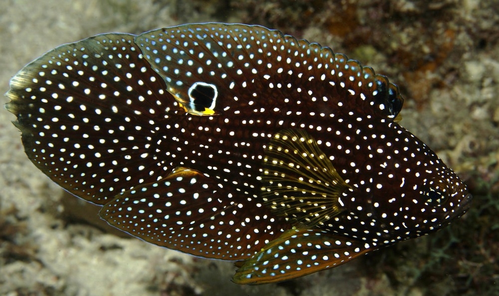 Calloplesiops altivelis Echter Mirakelbarsch