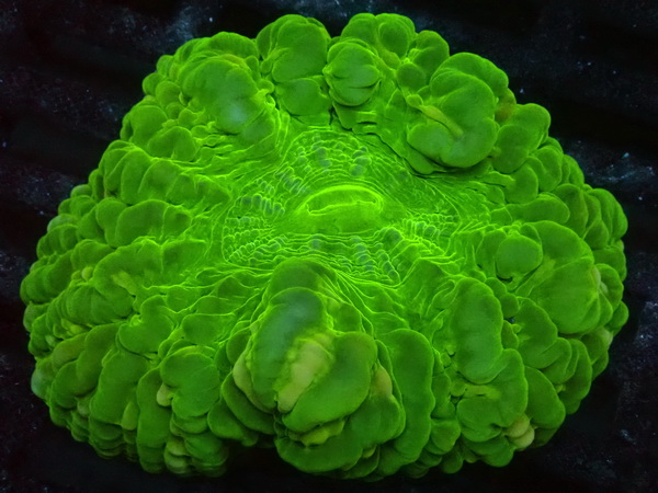  Cynarina lacrymalis - Tränenkoralle  - WYSIWYG 102a - ultra neon green