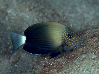 Acanthurus maculiceps Punktgesicht-Doktorfisch