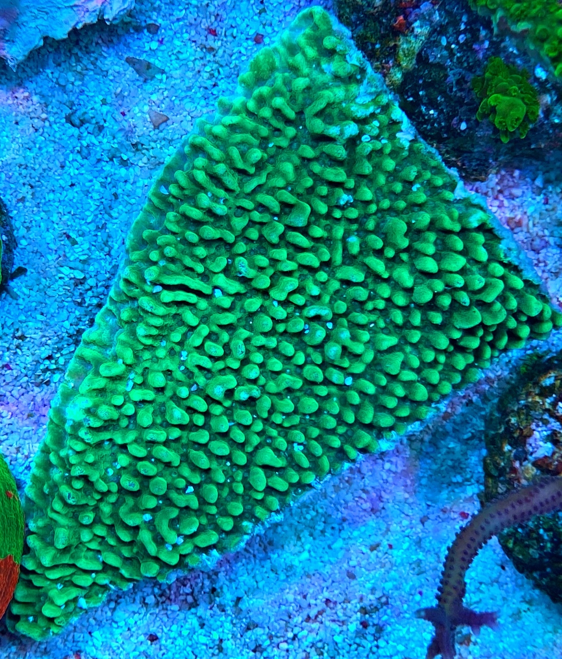 Montipora caliculata Kleinpolypige Steinkoralle - ultra green