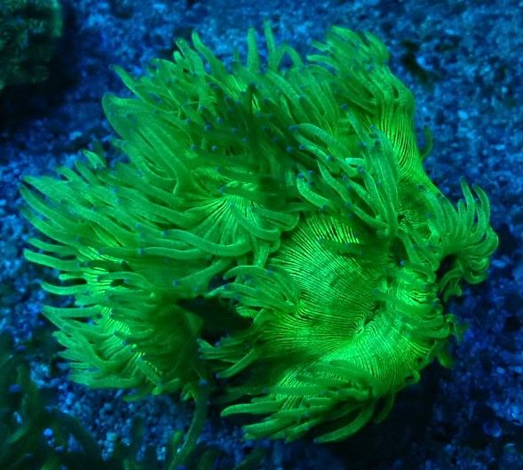 Catalaphyllia jardinei - Wunderkoralle - WYSIWYG 104 - Ultra Color