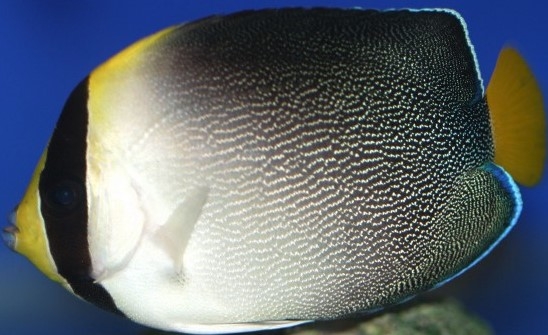  Apolemichthys xanthurus