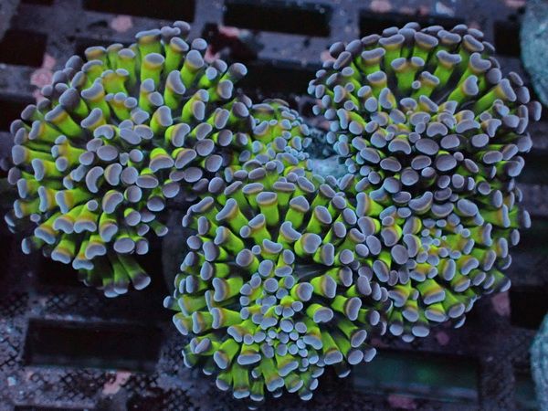 Euphyllia paraancora Hammerkoralle - WYSIWYG - 3 Tone Ultra - 15 Polypen