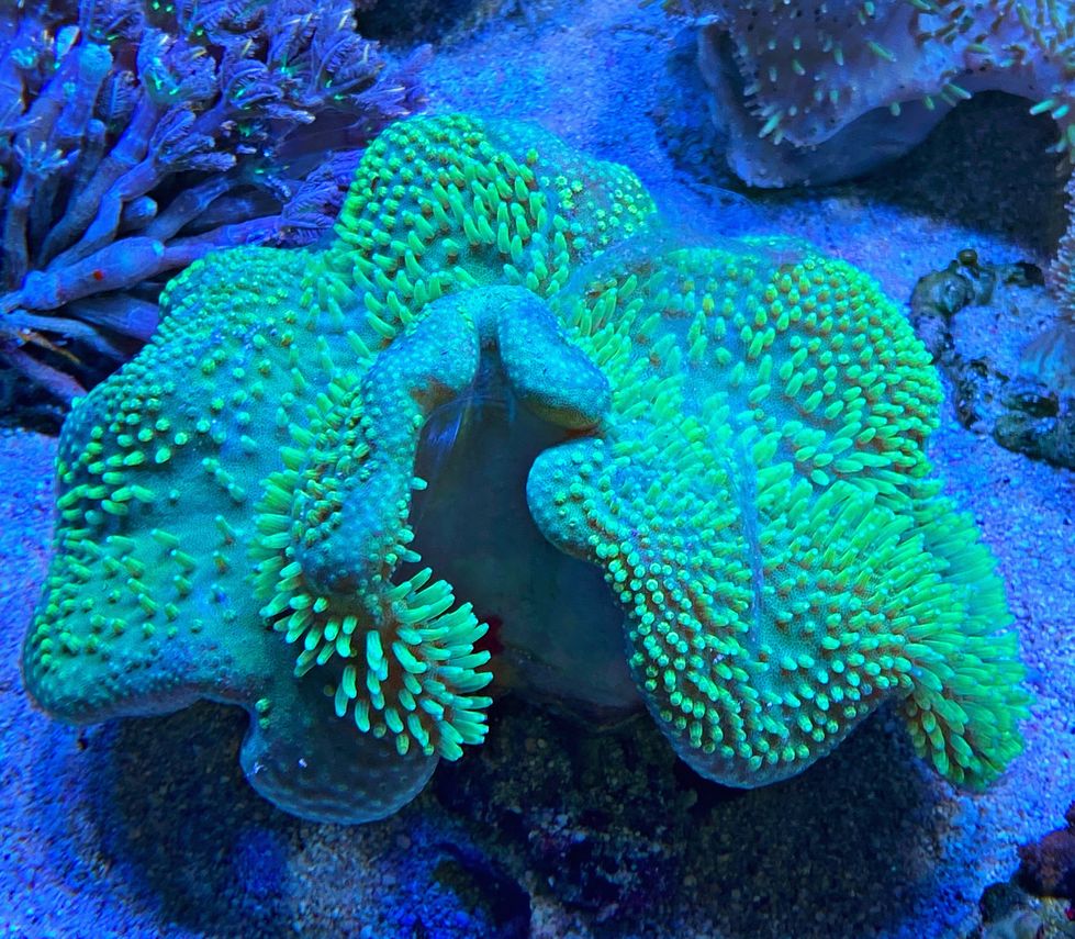 Sarcophyton Ehrenbergi - NEON Green - WYSIWYG - Größe L