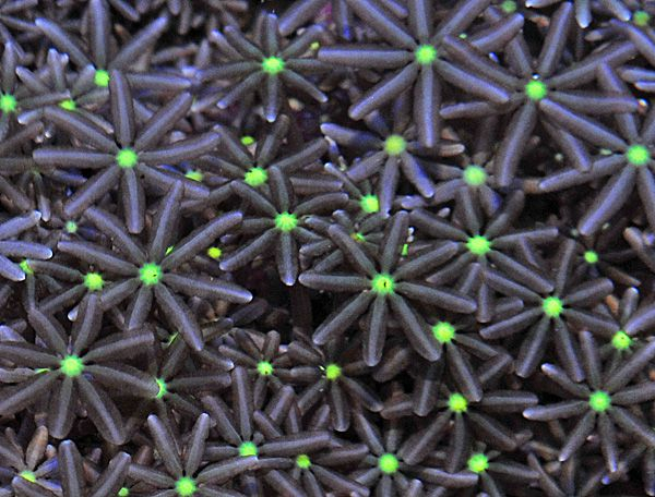 Knopia octocontacanalis Röhrenkoralle