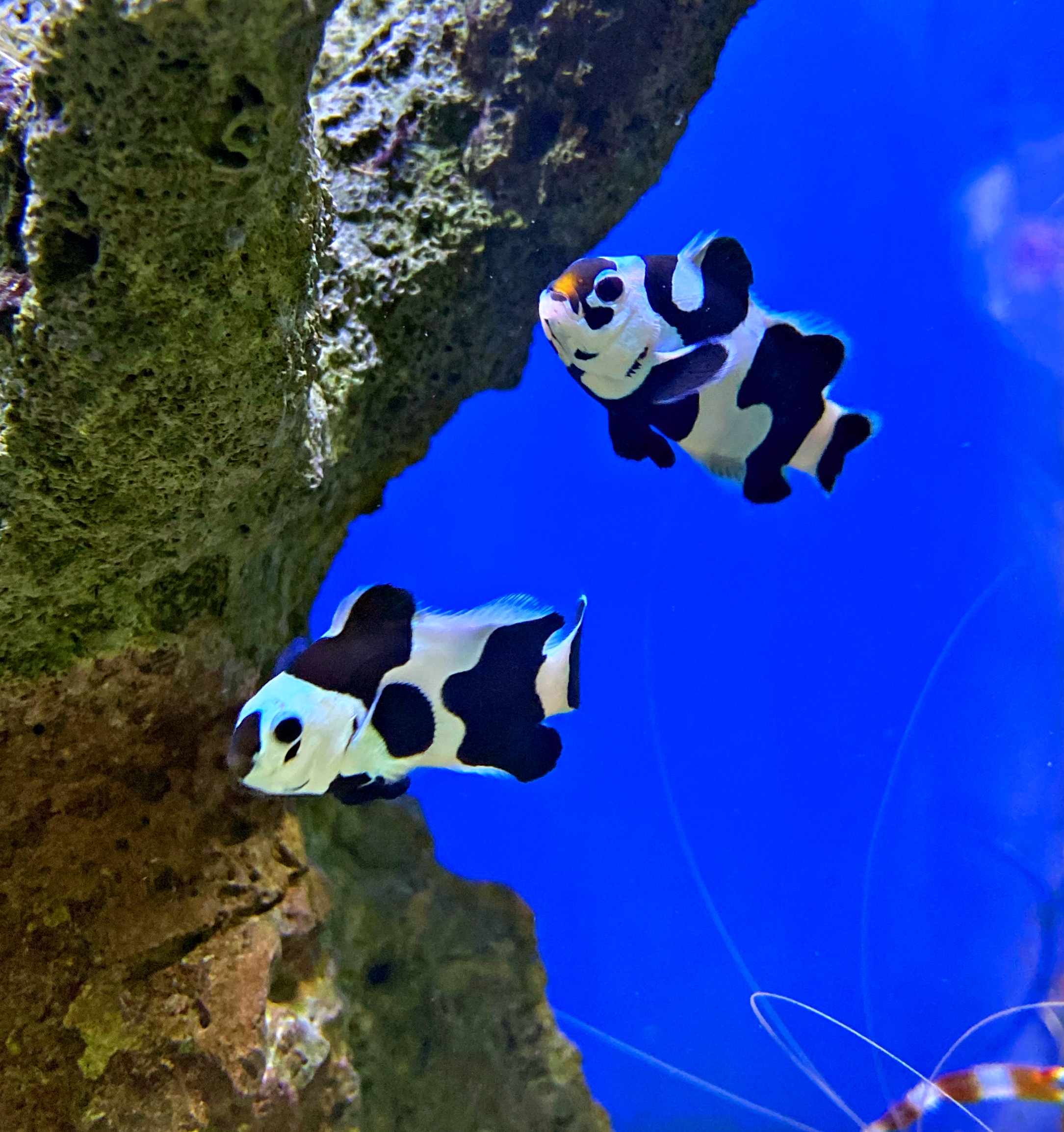 Amphiprion ocellaris Black Storm Panda - NZ Clown-Anemonenfisch 