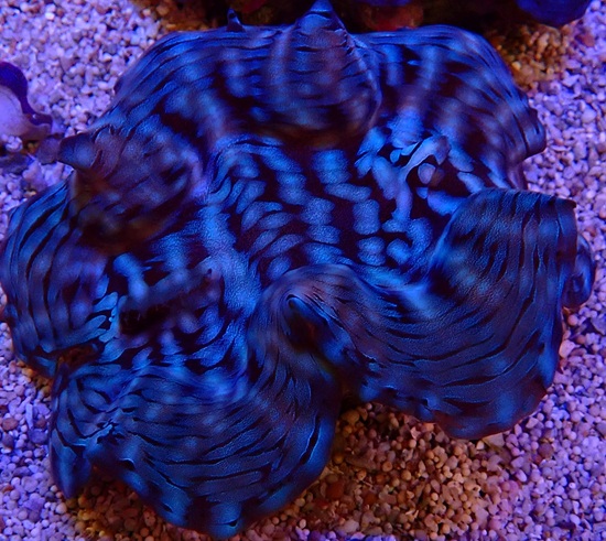 Tridacna squamosa - Riesenmuschel WYSIWYG 176