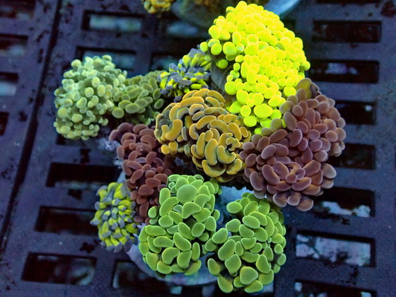 Euphyllia  - Ultra Color Mix  -  10 Polypen WYSIWYG 96