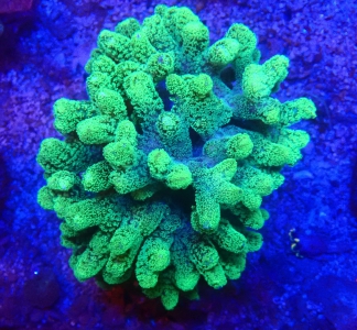 Seriatopora caliendrum Nadelkoralle  WYSWIG 221 
