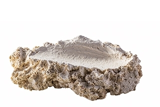 Muschelhalter für Tridacna Muscheln - L