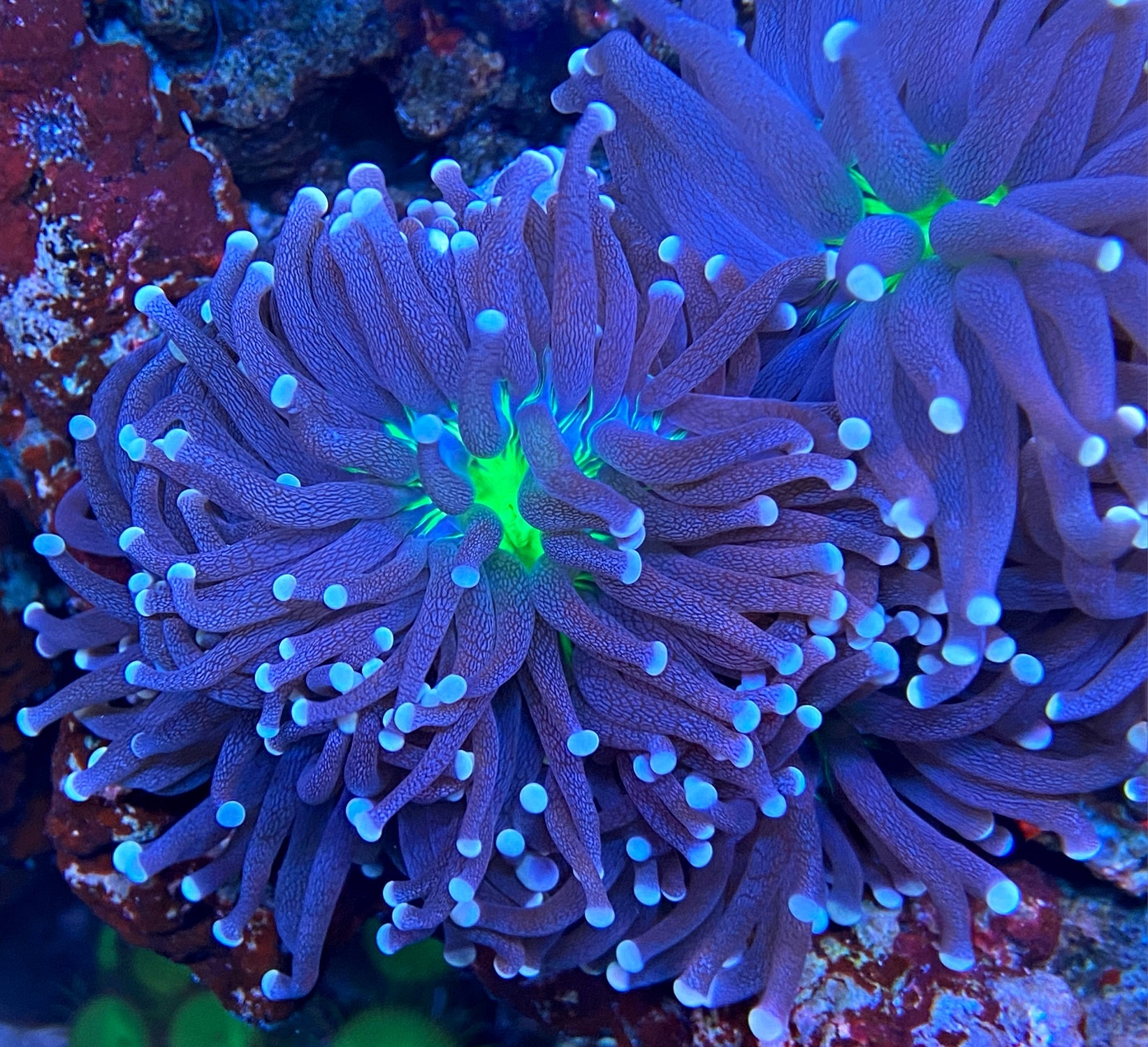 Euphyllia glabrescens - Dark Torch X bright green center -  WYSIWYG 26e-1