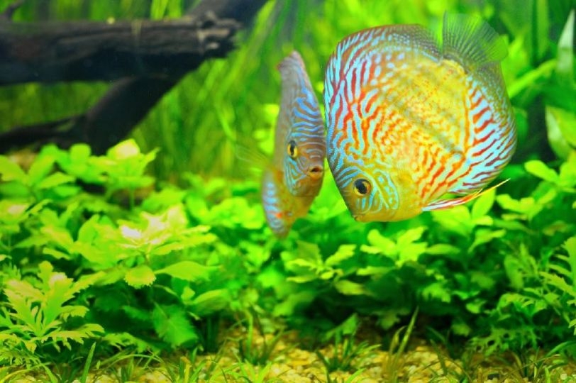 Maxspect LED Lighting System RSX 50W Süsswasser Maxspect LED Lighting System RSX 50W