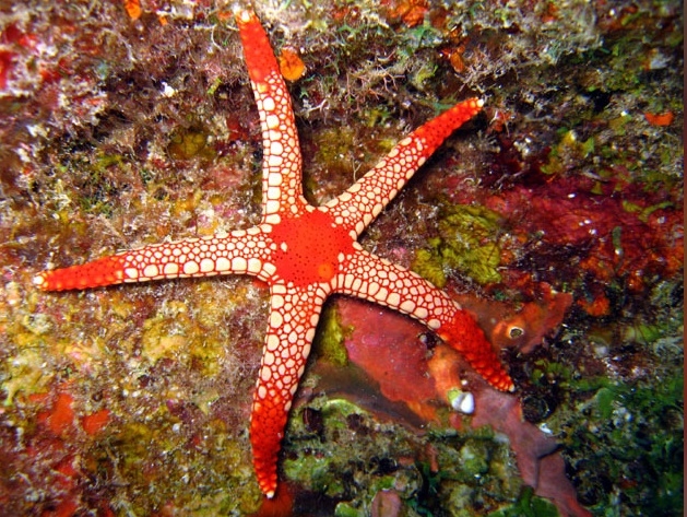 Fromia monilis - Perl-Seestern