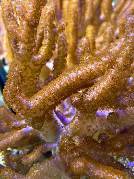 Weichkoralle Cladiella 
