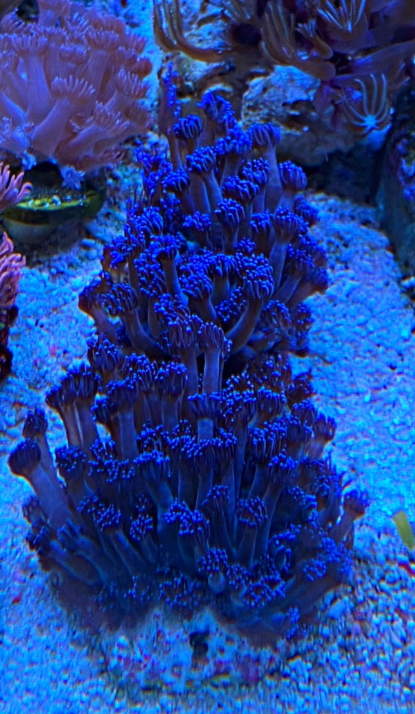 Goniopora Ultra purple 