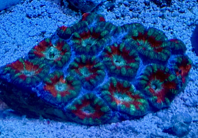 Acanthastrea lordhowensis - Großpolypige Steinkoralle - burning fire - WYSIWYG 125