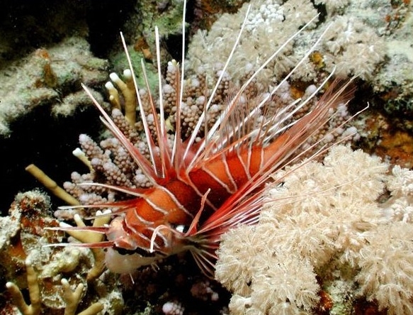 Pterois radiata Strahlen-Rotfeuerfisch