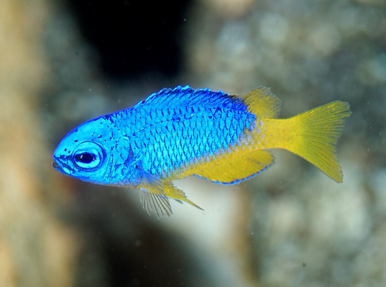 Pomacentrus coelestis Neon-Demoiselle