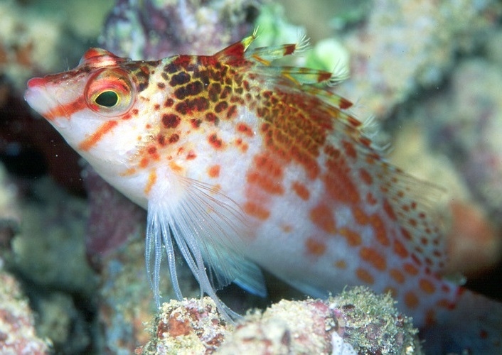 Cirrhitichthys falco Falks Korallenwächter