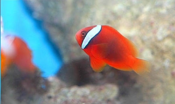 Anemonenfisch - Amphiprion frenatus 