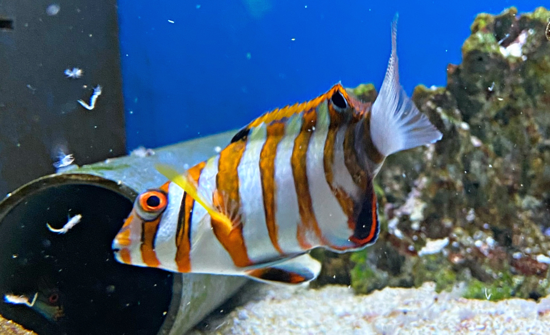 Choerodon fasciatus Harlekin-Lippfisch 