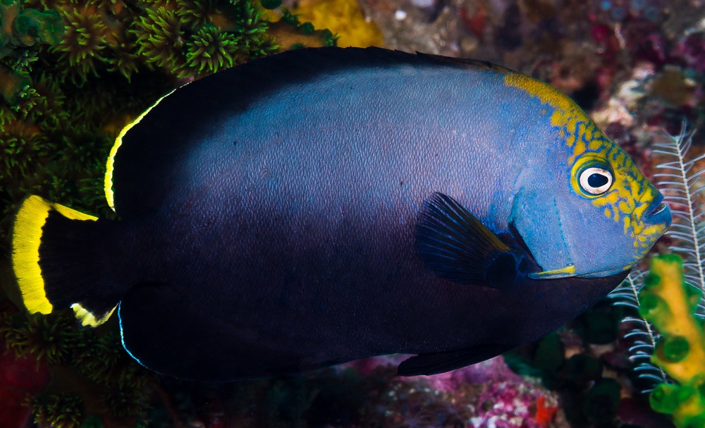 Chaetodontoplus melanosoma Schwarzer-Samtkaiserfisch