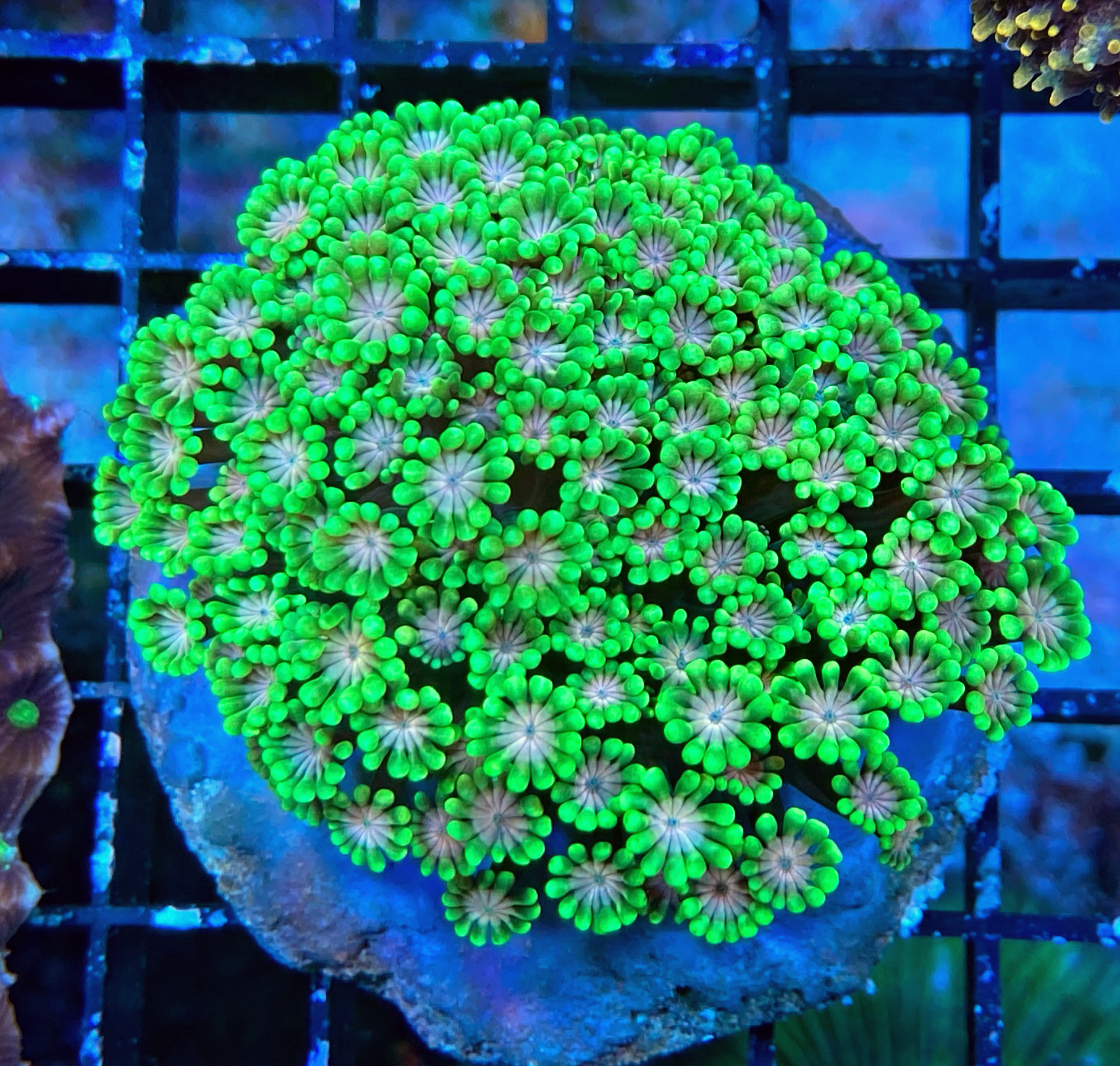 Alveopora gigas - Margeritenkoralle - Ultra Neon green/ colored center - WYSIWYG 169b