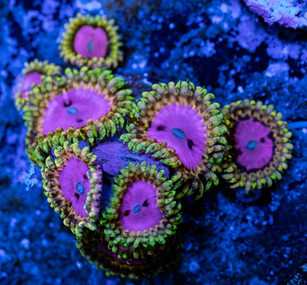 Zoanthus spec. - Krustenanemonen - Pink Diamond