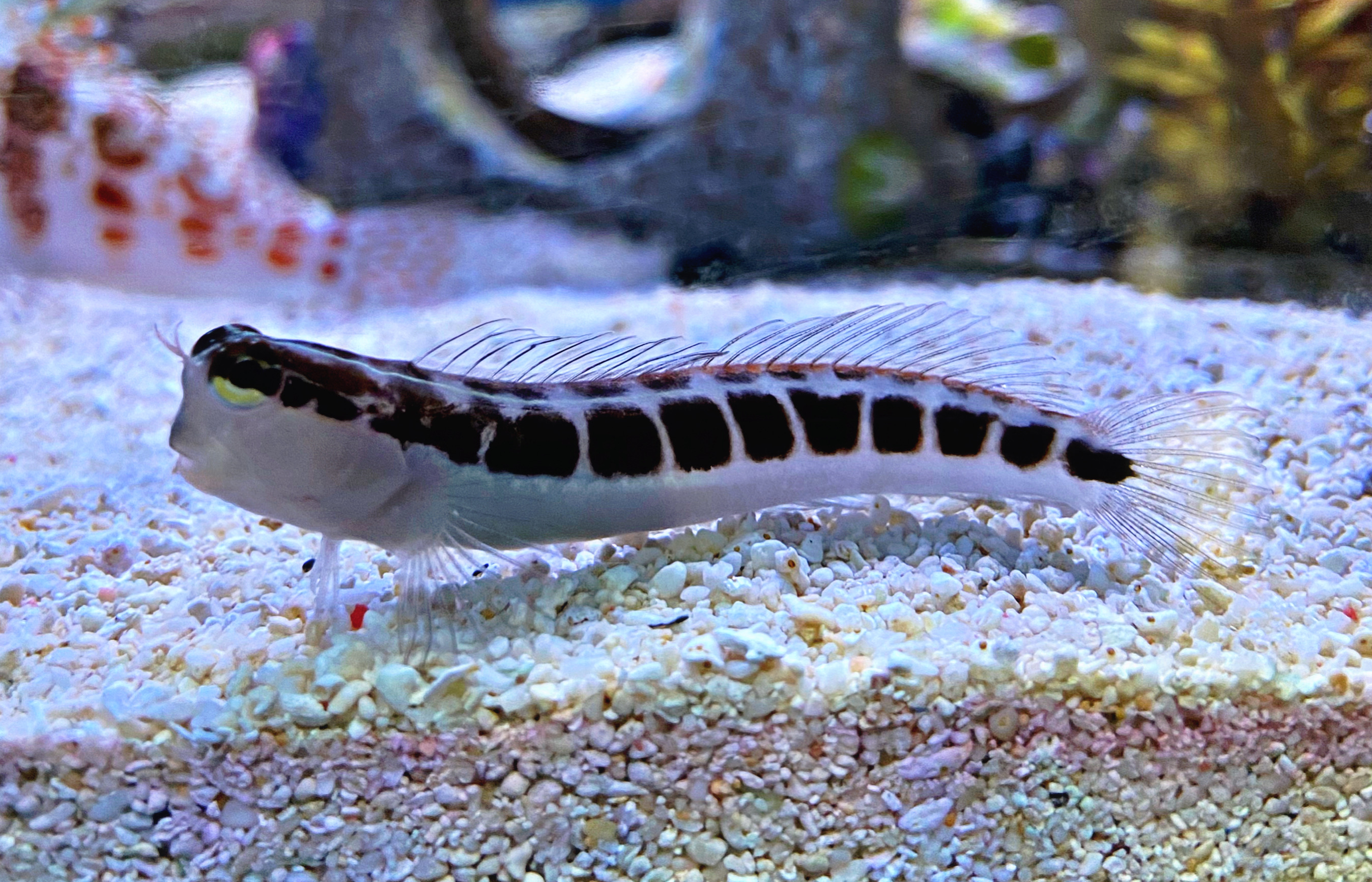 Ecsenius lineatus Gestreifter Blenny