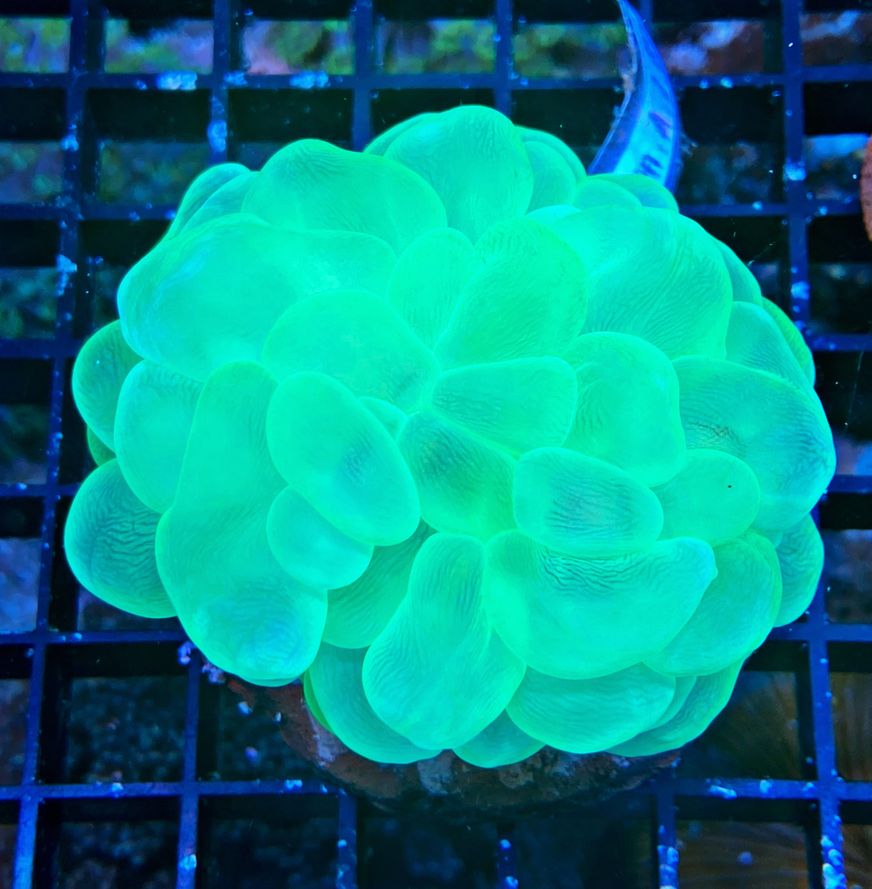 Plerogyra sinuosa Blasenkoralle - ultra neon yellow - WYSIWYG 106