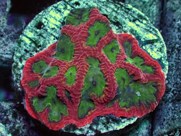 Goniastrea sp. Hirnkoralle - WYSIWYG 135a - apple n´cherry - Cultured