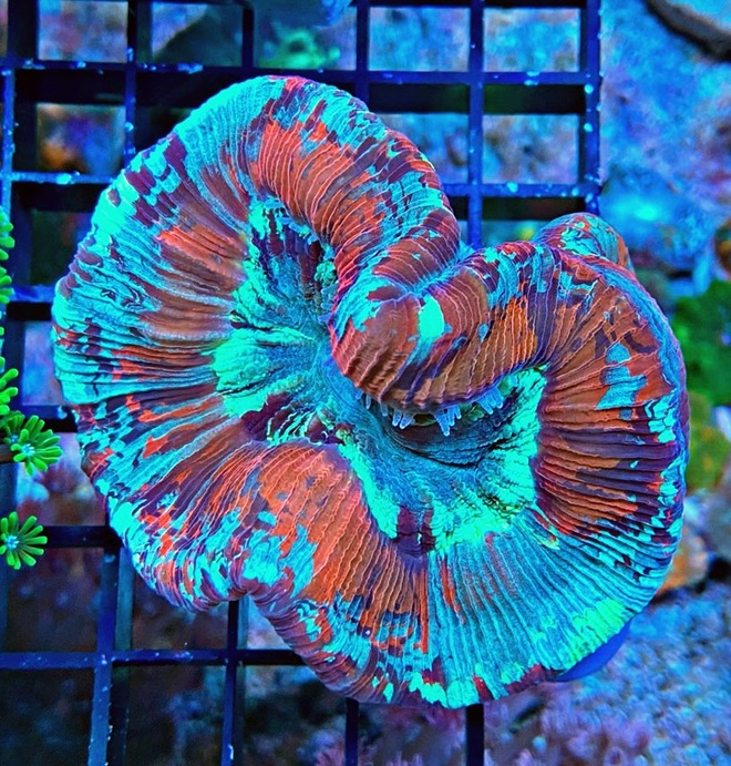 Trachyphyllia geoffroyi - Wulstkoralle - Ultra Multi Color - WYSIWYG 129