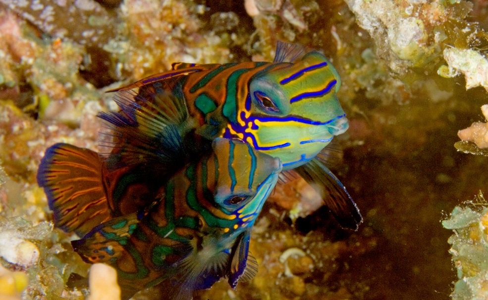 Mandarin-Leierfisch -Mann -Synchiropus splendidus 