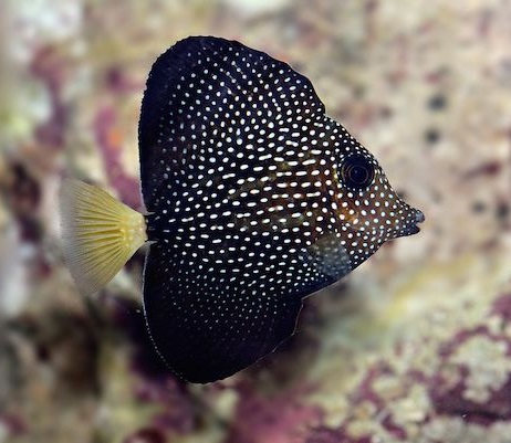 Zebrasoma gemmatum - Mauritius Segelflossen Doktor