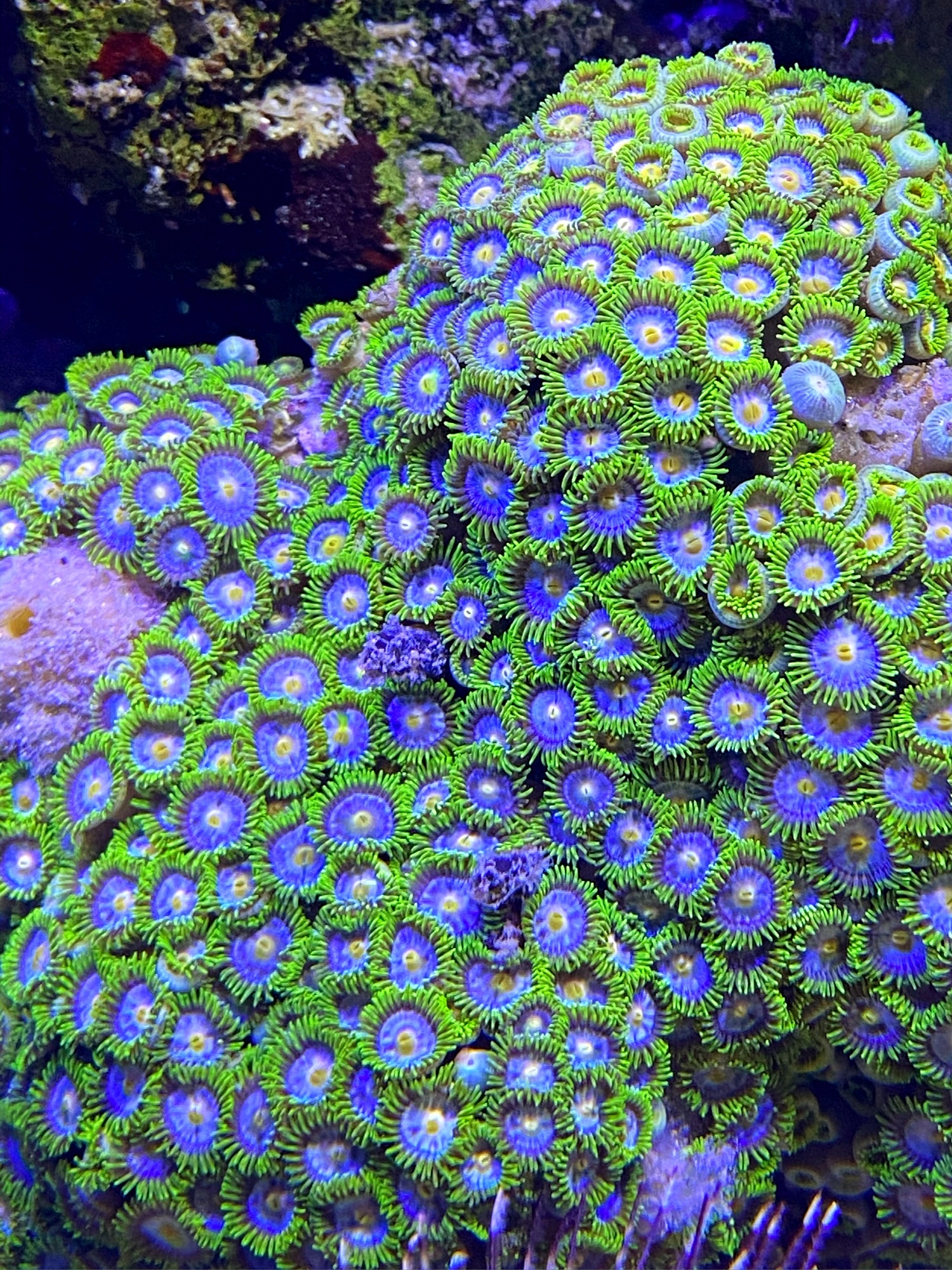 Zoanthus Blue Star Krustenanemone  