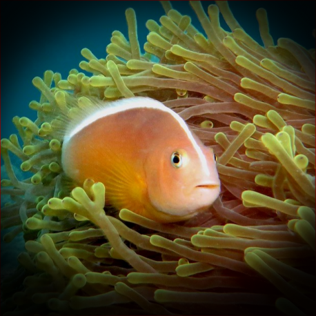 Amphiprion akallopisos Indischer Weißrücken-Clownfisch