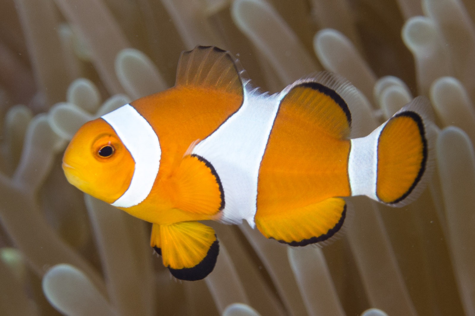 Anemonenfisch Amphiprion Ocellaris NZ - Nachzucht