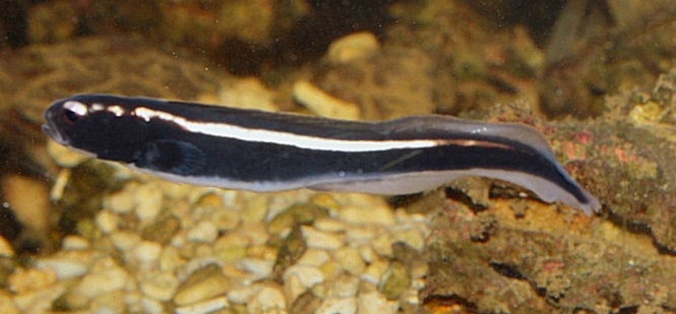 Pholidichthys leucotaenia Weißstreifen-Aalgrundel 