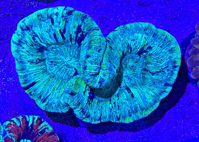 Trachyphyllia geoffroyi - Wulstkoralle- Green Multi Color A-Grade  - WYSIWYG 127c